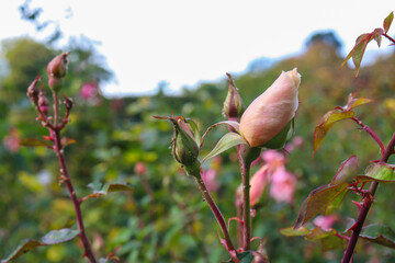 pink rose bud in garden with thrip insect infestation