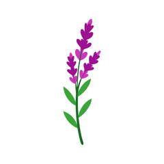 Obraz premium Hand Drawn Heather Flower Illustration on Transparent Background for Web and Graphic Design