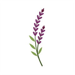 Heather Sprig Botanical Illustration on Transparent Background for Web and Graphic Design