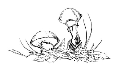 Suillus larch bolete slippery jack mushroom fungus, on top of fallen autumn leaves with twigs needles. Hand drawn vector ink Illustration. Autumn forest floor natural habitat. Books calendars posters