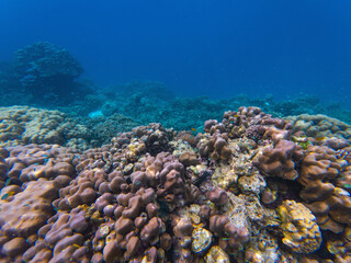 Thailand sea life exploring, an enchanting world of diverse marine life, immersive oceanic fish and corals, underwater shot.
