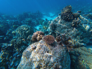 Coral reef teeming with life, various shapes and colors under clear turquoise water, with small fish scattered around, underwater shot.