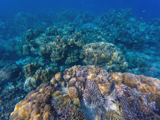 Seabed with corals, swaying anemone, and vibrant clownfish, stunning marine biodiversity,...