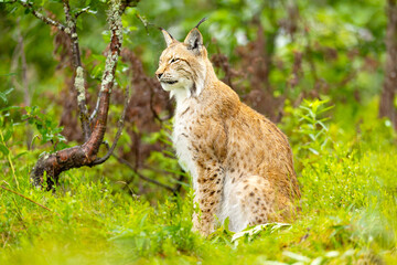 Lynx in Scandinavian forest surrounded by lush green vegetation and natural habitat