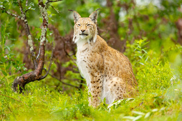 Lynx sitting amidst lush greenery in a Scandinavian forest