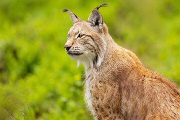 Majestic lynx in lush Scandinavian greenery during a bright summer day
