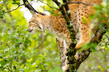 Eurasian lynx climbing a tree amidst lush green forest surroundings