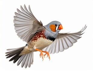 Fototapeta premium american eagle isolated on white