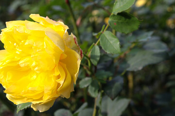 yellow rose bloom in garden