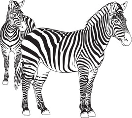 Two zebra vector illustration, second zebra following the footsteps of the first, African wildlife concept, striped animal design, zebra pair walking in line, nature-inspired artwork for prints or dec