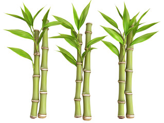 Fototapeta premium Lush Green Bamboo Stalks with Vibrant Leaves Perfect for Nature, Gardening, or Sustainability Themes in Stock Photography and Illustrations