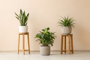 Indoor Green Plants in Modern Pots with Wooden Stands on Beige Background
