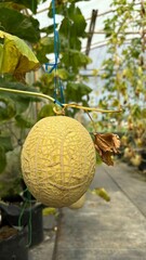 Closeup of melon fruit growing in a greenhouse, illustrating modern farming techniques