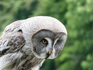 Macro photograph of an owl showing intricate feather patterns, sharp owl eyes, and a strong beak