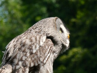 Stunning close-up image of an owl with piercing owl eyes and beautiful feathers, perfect for use in...