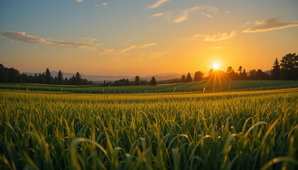 Golden Hour Sunset Over a Green Grassy Field