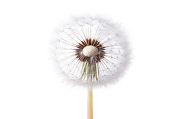 Dandelion Wishes Nature s Hope Seeds of Dreams Floral Art Black Background Macro Beauty Bloom Time