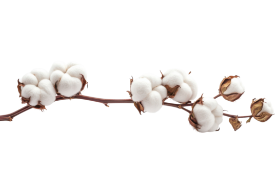 Cotton Branch Beauty Floral Still Life Fiber Art White Bloom Soft Texture Organic Elegance Nature s