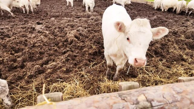 Shy Charolais Calf Chewing Hay Then Quickly Retreating &ndash; Timid Behavior on a Quiet Farm.