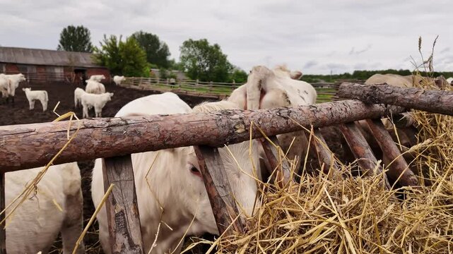Charolais Calves Munching on Dry Hay in Outdoor Pen &ndash; Peaceful Farm Life Scene.