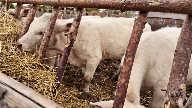Charolais Calves Chews Hay Inside Wooden Cow Stall &ndash; Farm Life Scene.