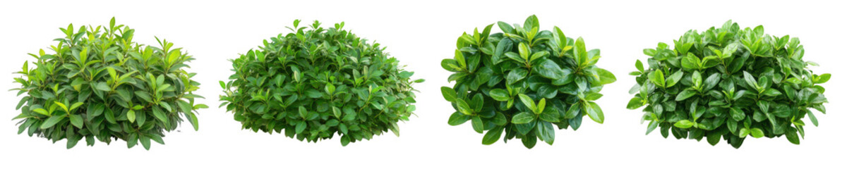 Obraz premium Lush green plant cutout collection with transparent background in png format for nature projects