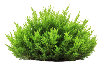 Arborvitae Bush Detail Natural Green Beauty Garden Plant Decorative Shrub Isolated on Black Nature