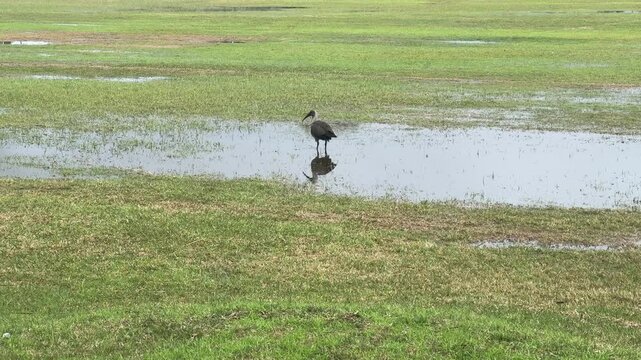 A Hadeda ibis having fun in water puddles in Cape Town, South Africa.