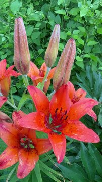Vertical video of beautiful garden perennial flower Tiger lily lanceolate with large buds and bright orange petals with black specks with drops on rainy summer day  (Lat. Lilium lancifolium tigrinum) 