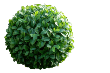 Green Sphere Topiary Bush Natural Perfect Round Shape Plant Detailed Leaf Black Background Nature