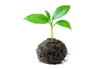 Seedling s First Breath Nurturing Life Hope and Fresh Starts in Earth s Embrace Growth and New