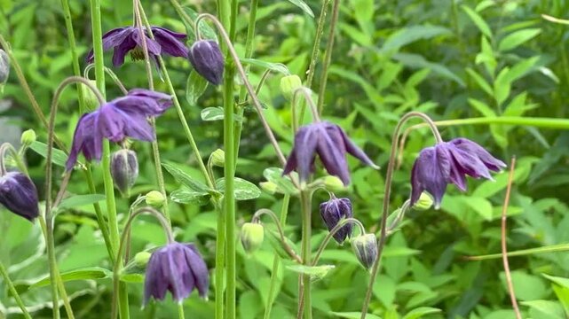 Video of unusual dark purple Aquilegia Nigricans flowers on summer day in flowerbed in garden (lat. Aquilegia nigricans). Close-up of perennial decorative flowers of dark Bulgarian Columbine