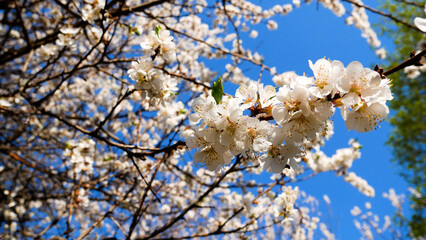 Branches of an apricot tree that blooms, against the background of a blue sky. The tree is covered with flowers. Flowering of apricot, orchard in spring.