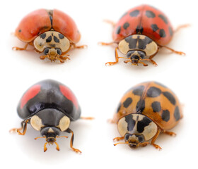 Set of ladybugs isolated.