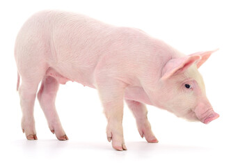 Pig on white © olhastock