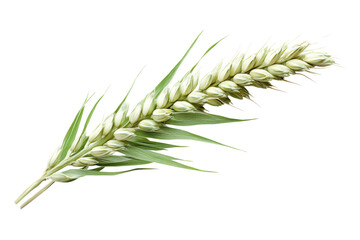 Fresh Wheat Grain Stalk Against Black Backdrop Agriculture Farming Harvest Bread Crop Nutrition Food