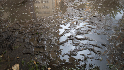Water pools on a muddy surface, creating a mix of reflections and bubbles. Urban buildings can be...