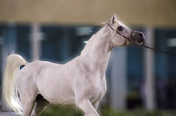 a beautiful Purebred Arabian Horse