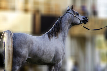 a beautiful Purebred Arabian Horse