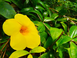 Bright yellow flower in full bloom highlighted against verdant foliage, capturing nature's beauty...