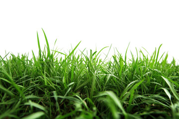 Fototapeta premium Verdant grasses dance in sunlit whispers against a stark canvas nature s green ballet on a boundless