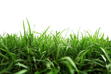 Verdant grasses dance in sunlit whispers against a stark canvas nature s green ballet on a boundless