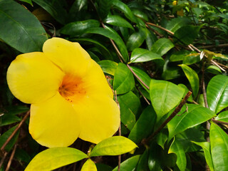 Bright yellow flower in full bloom highlighted against verdant foliage, capturing nature's beauty...
