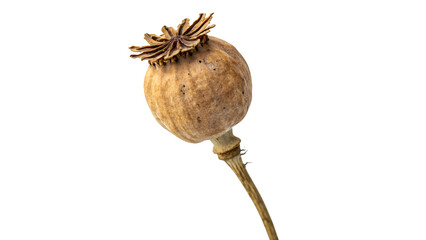 dried poppy head isolated on transparent background