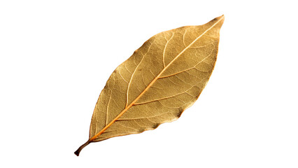 dried bay leaf isolated on transparent background