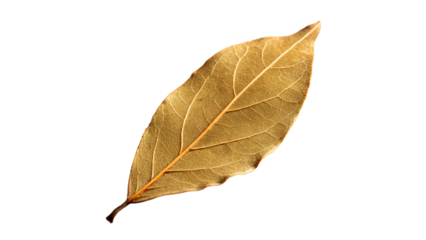 dried bay leaf isolated on transparent background
