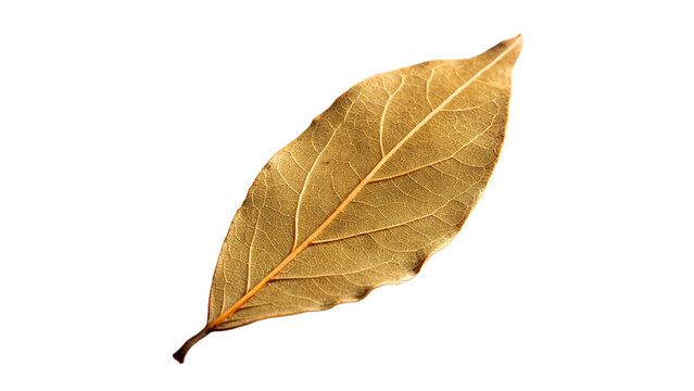 dried bay leaf isolated on transparent background