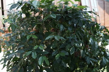 Close-up shot of coffee cherries on a branch