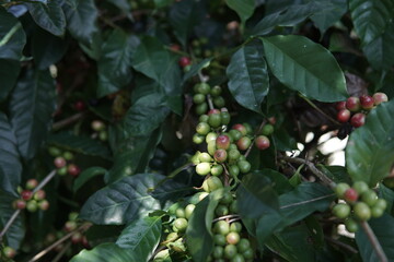 Close-up shot of coffee cherries on a branch