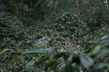 Coffee Plantation Lush Green Coffee Plants in a Rural Landscape